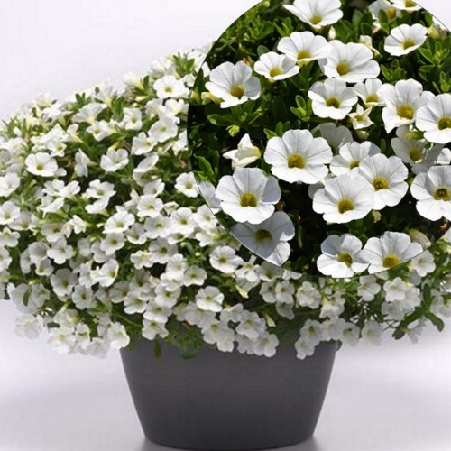 Calibrachoa Calita® 'White' - Puispetuunia Calita® 'White' 